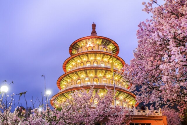 台北淡水無極天元宮每年一到櫻花盛放時間便擠得水洩不通。 台北淡水無極天元宮每年一到櫻花盛放時間便擠得水洩不通。