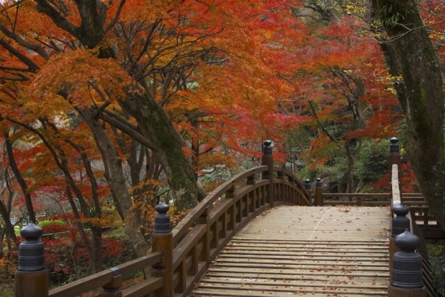紅葉季又到！私心推介 5 個日本賞楓秘景