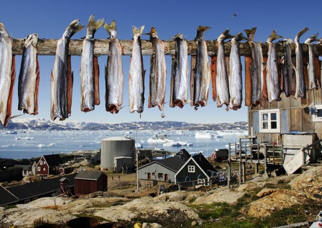 冰島的傳統小食冰島魚乾 Harðfiskur，由烘乾的一片片鱈魚製成。