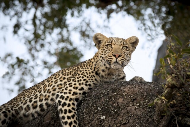 非洲 Safari 奢華旅遊景點推薦：看野生動物、住奢華大帳篷、乘直升機飛越瀑布