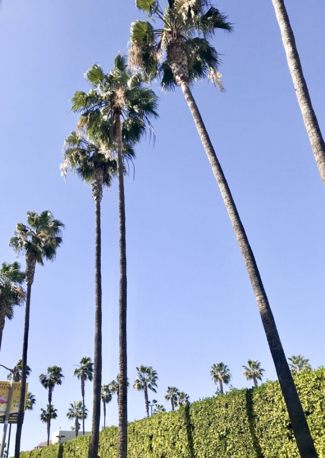 我最喜愛加州的陽光及 Palm Tree，非常有渡假的氣氛