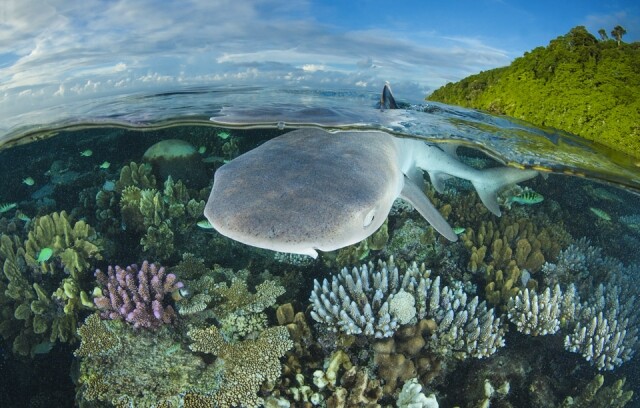 澳洲大堡礁（Great Barrier Reef, Australia）