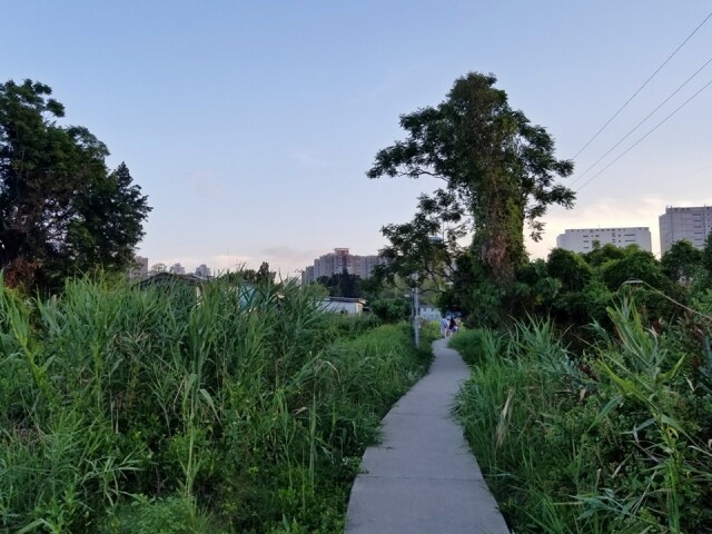 難得放鬆心情，不妨跟小孩子一同前往在元朗當地的有機菠蘿園中漫步。