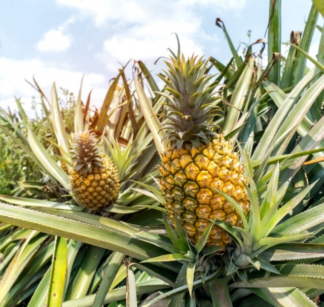 元朗錦田有機菠蘿園的 13 萬呎低碳菠蘿園種出滿滿的新鮮菠蘿。