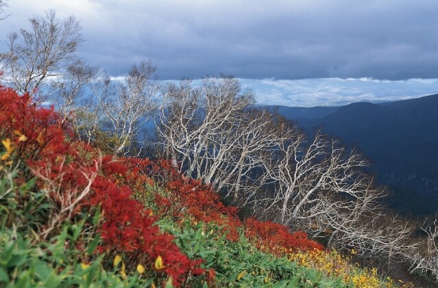 初秋時份北海道黑岳便有滿山的紅葉
