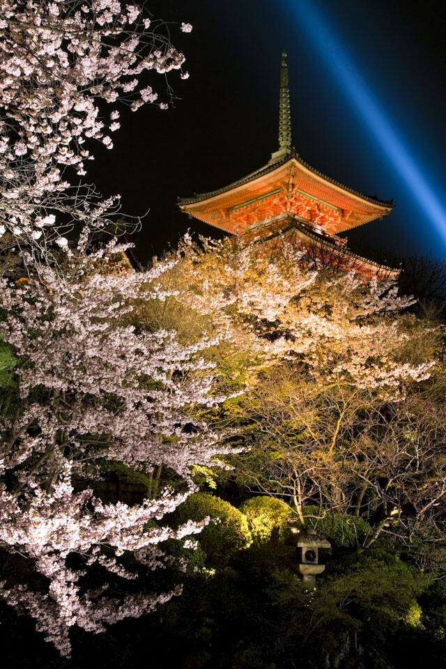 清水寺夜櫻是京都 3 大賞夜櫻名所之首