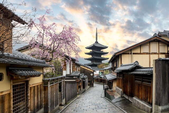 到京都必看數百年櫻花