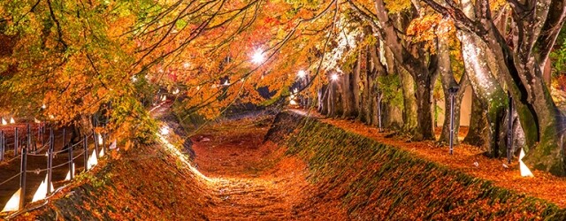 如詩畫紅葉在日本！關東秋冬景點：高尾山紅葉、河口湖紅葉、箱根紅葉