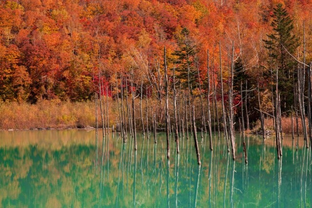 北海道紅葉是一片遼闊的自然秋色