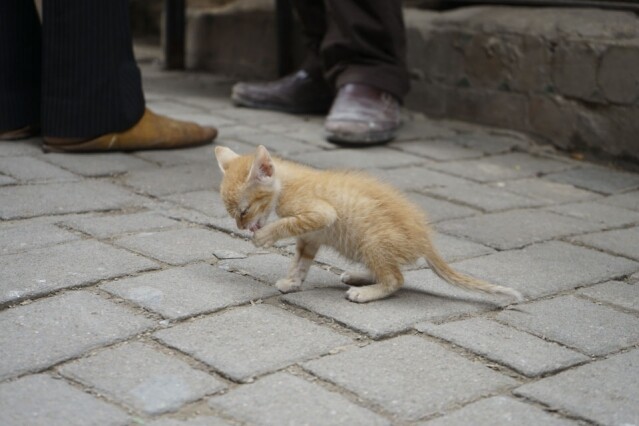 摩洛哥每個城市的舊城區均有很多的流浪貓