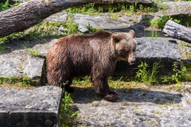 到伯恩市中心的熊公園探望棕熊