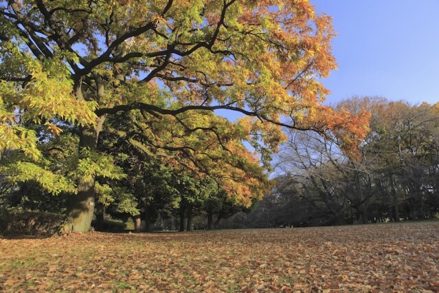 砧公園紅葉狩適合一家大小 砧公園紅葉狩適合一家大小