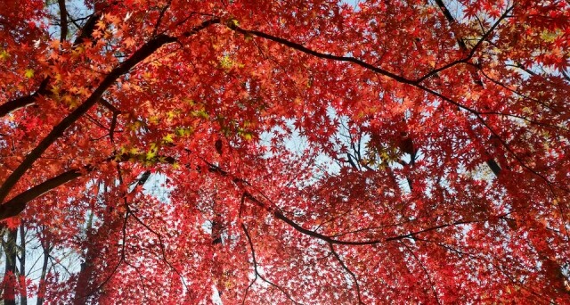 砧公園春有櫻花，秋有紅葉
