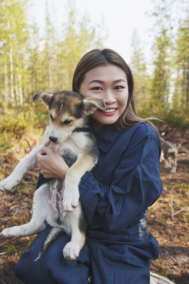 Husky Farm 內有百隻 Alaska Husky,而夏天去時更可看到 40 多隻期間限定的 Husky Puppies Husky Farm 內有百隻 Alaska Husky,而夏天去時更可看到 40 多隻期間限定的 Husky Puppies