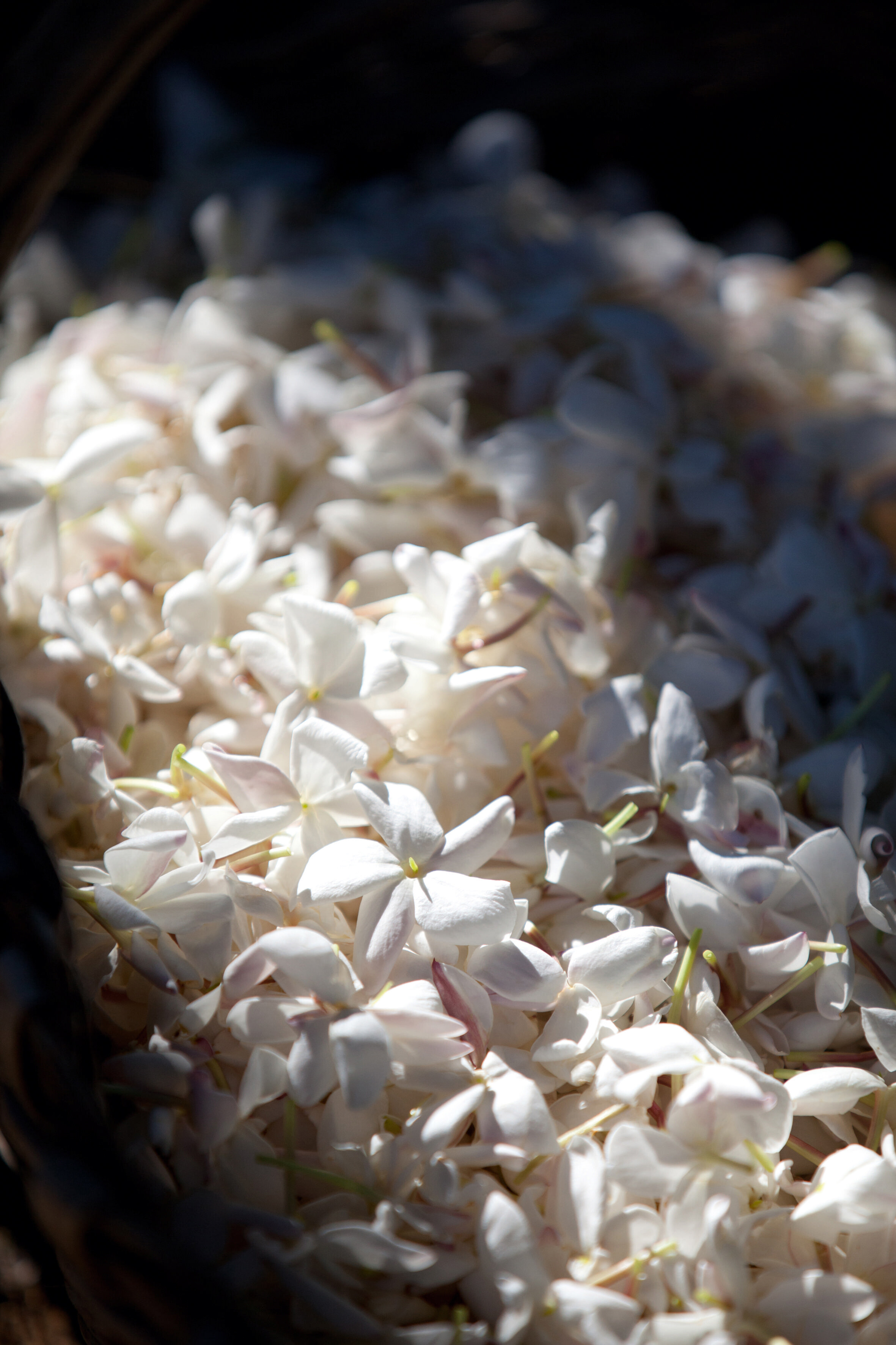 茉莉花 