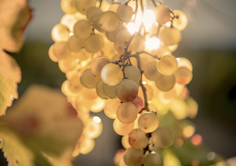 YQUEM 酒莊葡萄藤嫩枝凝露 — 年輕肌膚的秘密