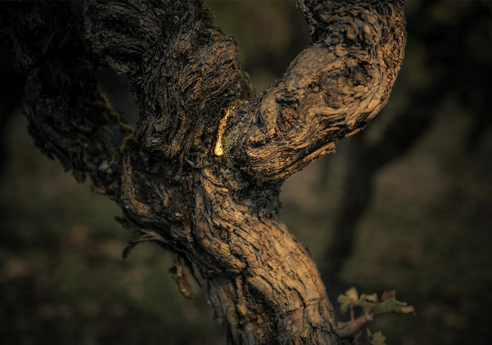 YQUEM 酒莊葡萄藤嫩枝凝露是 Dior L'Or de Vie 系列主要成分